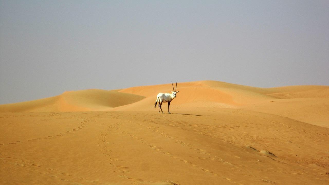 Dermatalogist in Dubai